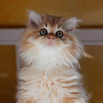 Gaius Mâle British Shorthair