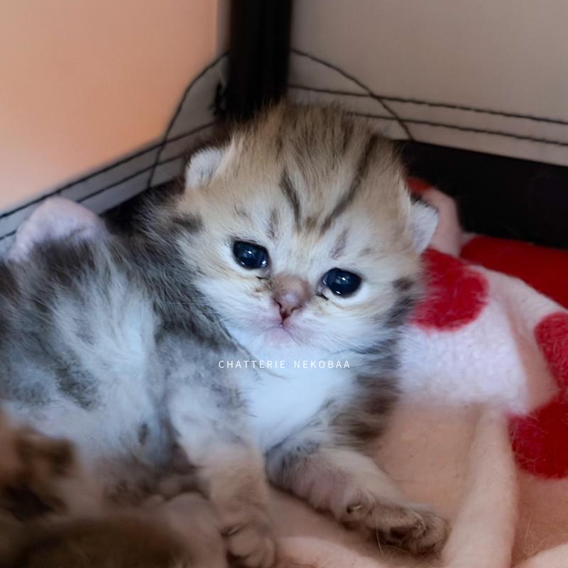 Galactica Femelle British Shorthair