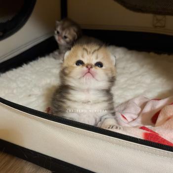 chaton British Shorthair black golden blotched tabby Galactica Chatterie Nekobaa