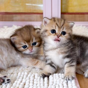 chaton British Shorthair black golden blotched tabby Galactica Chatterie Nekobaa