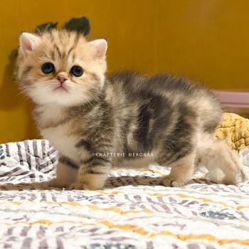 chaton British Shorthair black golden blotched tabby Galactica Chatterie Nekobaa