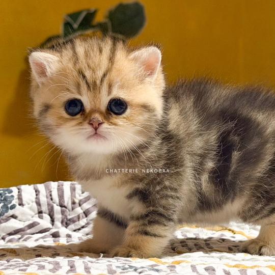 Galactica Femelle British Shorthair