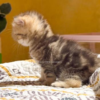 chaton British Shorthair black golden blotched tabby Galactica Chatterie Nekobaa