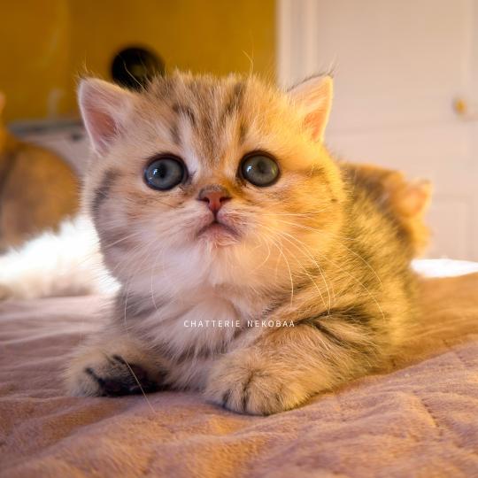 Galactica Femelle British Shorthair