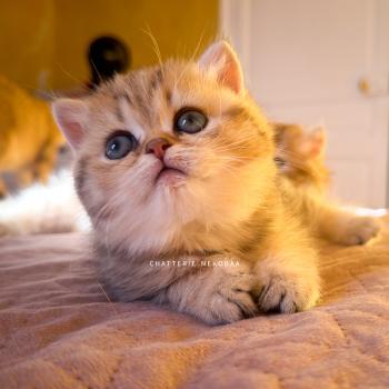chaton British Shorthair black golden blotched tabby Galactica Chatterie Nekobaa