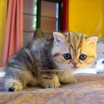 chaton British Shorthair black golden blotched tabby Galactica Chatterie Nekobaa