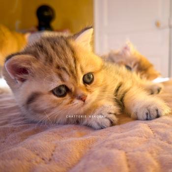 chaton British Shorthair black golden blotched tabby Galactica Chatterie Nekobaa