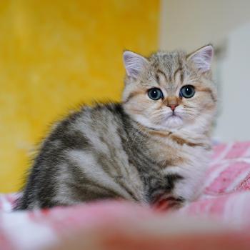 Galactica Femelle British Shorthair
