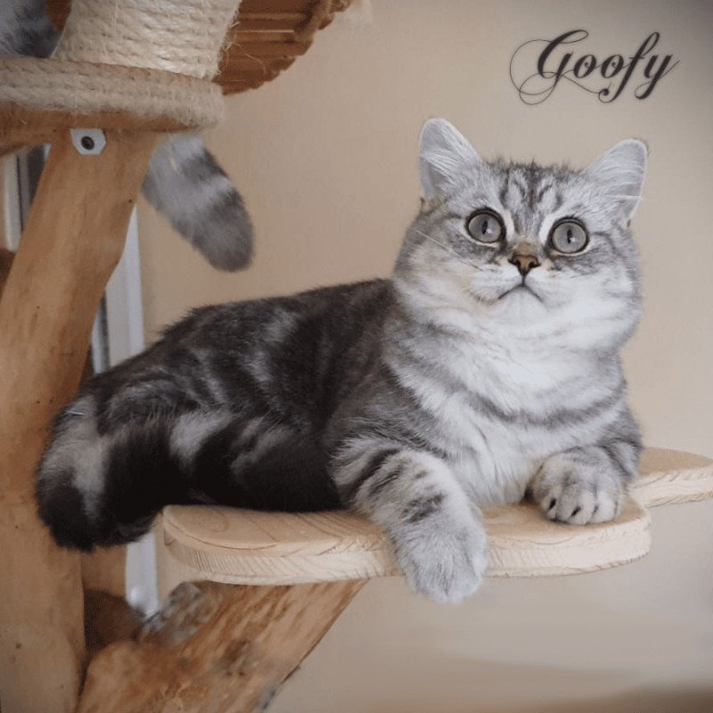 Goofy Mâle British Shorthair Goofy Mâle British Shorthair