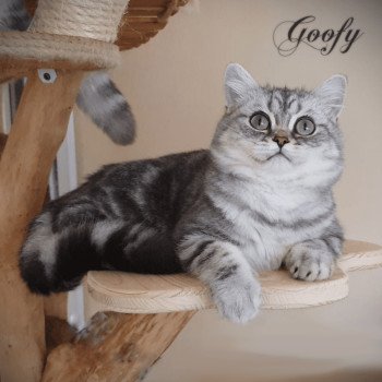 chat British Shorthair blue silver blotched tabby Goofy Chatterie Nekobaa