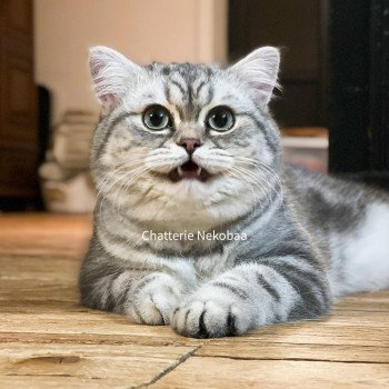 chat British Shorthair blue silver blotched tabby Goofy Chatterie Nekobaa