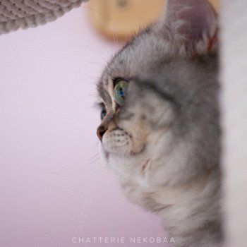 chat British Shorthair blue silver blotched tabby Goofy Chatterie Nekobaa