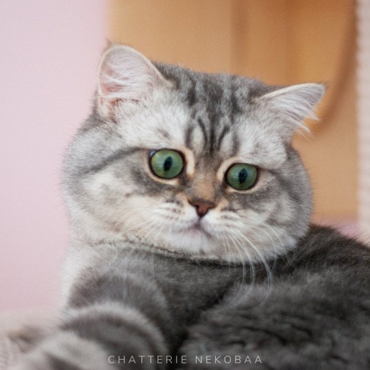 Goofy Mâle British Shorthair