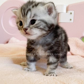 chaton British Shorthair black silver blotched tabby Grisha (full noir) Chatterie Nekobaa