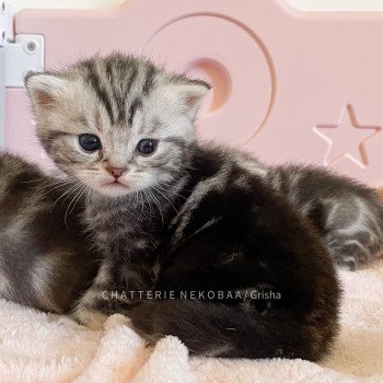 chaton British Shorthair black silver blotched tabby Grisha (full noir) Chatterie Nekobaa