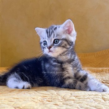 chaton British Shorthair black silver blotched tabby Grisha Chatterie Nekobaa