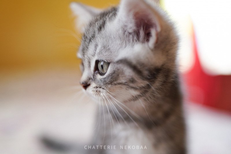 Tigrou Grisha Mâle British Shorthair