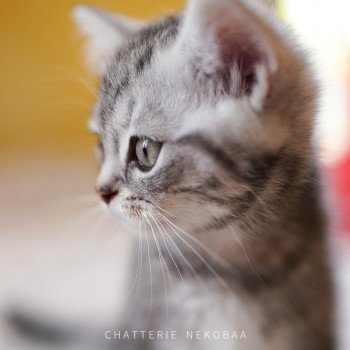 chaton British Shorthair black silver blotched tabby Grisha Chatterie Nekobaa