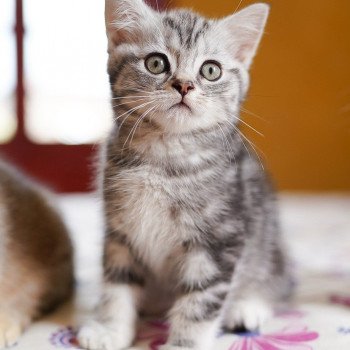 chaton British Shorthair black silver blotched tabby Grisha Chatterie Nekobaa