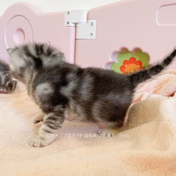 chaton British Shorthair black silver blotched tabby Guts (presque full noir) Chatterie Nekobaa