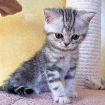 chaton British Shorthair black silver blotched tabby Guts Chatterie Nekobaa