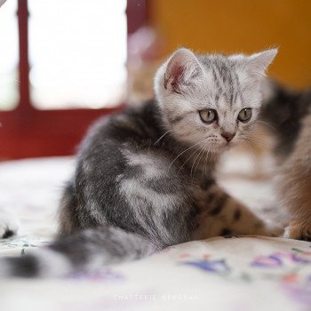 chaton British Shorthair black silver blotched tabby Guts Chatterie Nekobaa