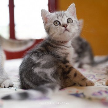 chaton British Shorthair black silver blotched tabby Guts Chatterie Nekobaa