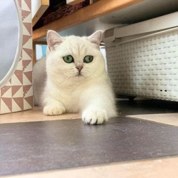 chat British Shorthair black silver shaded Hilary Chatterie Nekobaa chat British Shorthair black silver shaded Hilary Chatterie Nekobaa