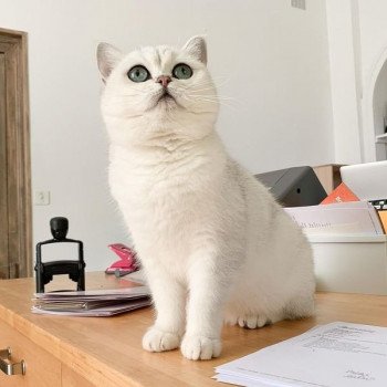 chat British Shorthair black silver shaded Hilary Chatterie Nekobaa