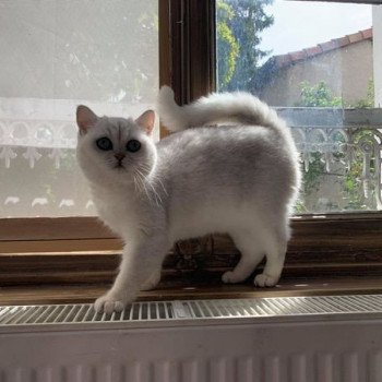 chat British Shorthair black silver shaded Hilary Chatterie Nekobaa chat British Shorthair black silver shaded Hilary Chatterie Nekobaa