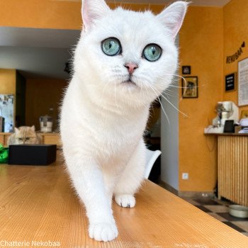 chat British Shorthair black silver shaded Hilary Chatterie Nekobaa