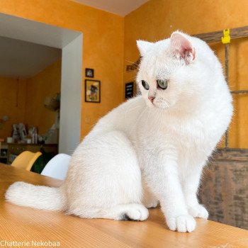 chat British Shorthair black silver shaded Hilary Chatterie Nekobaa