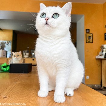chat British Shorthair black silver shaded Hilary Chatterie Nekobaa chat British Shorthair black silver shaded Hilary Chatterie Nekobaa