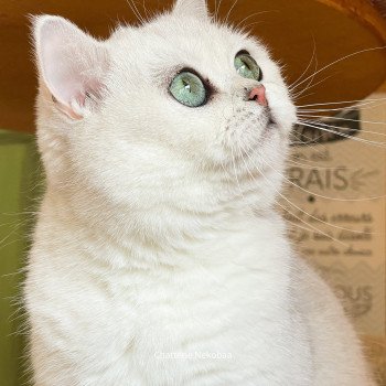 chat British Shorthair black silver shaded Yuna Chatterie Nekobaa chat British Shorthair black silver shaded Yuna Chatterie Nekobaa