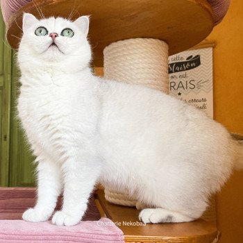 chat British Shorthair black silver shaded Yuna Chatterie Nekobaa