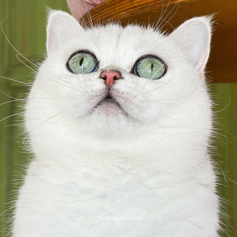 Yuna Femelle British Shorthair