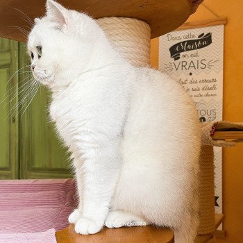chat British Shorthair black silver shaded Yuna Chatterie Nekobaa chat British Shorthair black silver shaded Yuna Chatterie Nekobaa