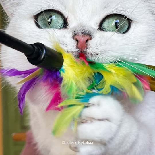 british shorthair qui joue au plumeau