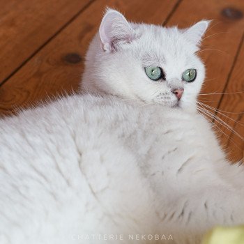 chat British Shorthair black silver shaded Yuna Chatterie Nekobaa