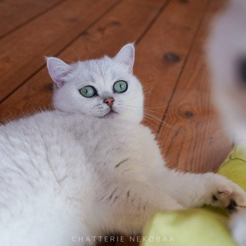 chat British Shorthair black silver shaded Yuna Chatterie Nekobaa chat British Shorthair black silver shaded Yuna Chatterie Nekobaa
