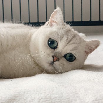 chat British Shorthair black silver shaded Hilary Chatterie Nekobaa chat British Shorthair black silver shaded Hilary Chatterie Nekobaa