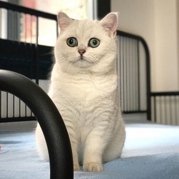 chat British Shorthair black silver shaded Hilary Chatterie Nekobaa chat British Shorthair black silver shaded Hilary Chatterie Nekobaa