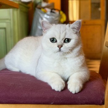 chat British Shorthair black silver shaded Hilary Chatterie Nekobaa