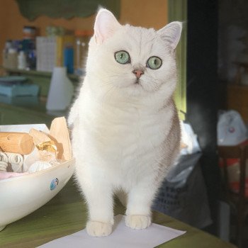 chat British Shorthair black silver shaded Hilary Chatterie Nekobaa chat British Shorthair black silver shaded Hilary Chatterie Nekobaa