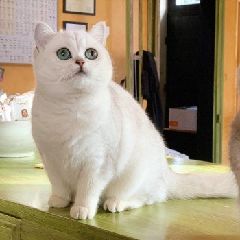 chat British Shorthair black silver shaded Hilary Chatterie Nekobaa chat British Shorthair black silver shaded Hilary Chatterie Nekobaa
