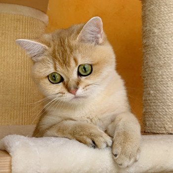 chat British Shorthair Hinata Chatterie Nekobaa