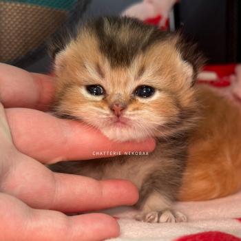 Hiroki Mâle British Shorthair