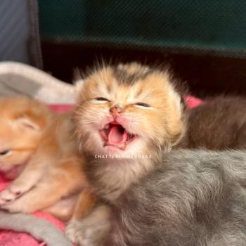 chaton British Shorthair black golden ticked tabby Hiroki Chatterie Nekobaa