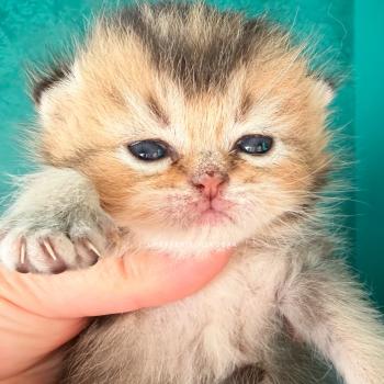 chaton British Shorthair black golden ticked tabby Hiroki Chatterie Nekobaa