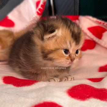 chaton British Shorthair black golden ticked tabby Hiroki Chatterie Nekobaa